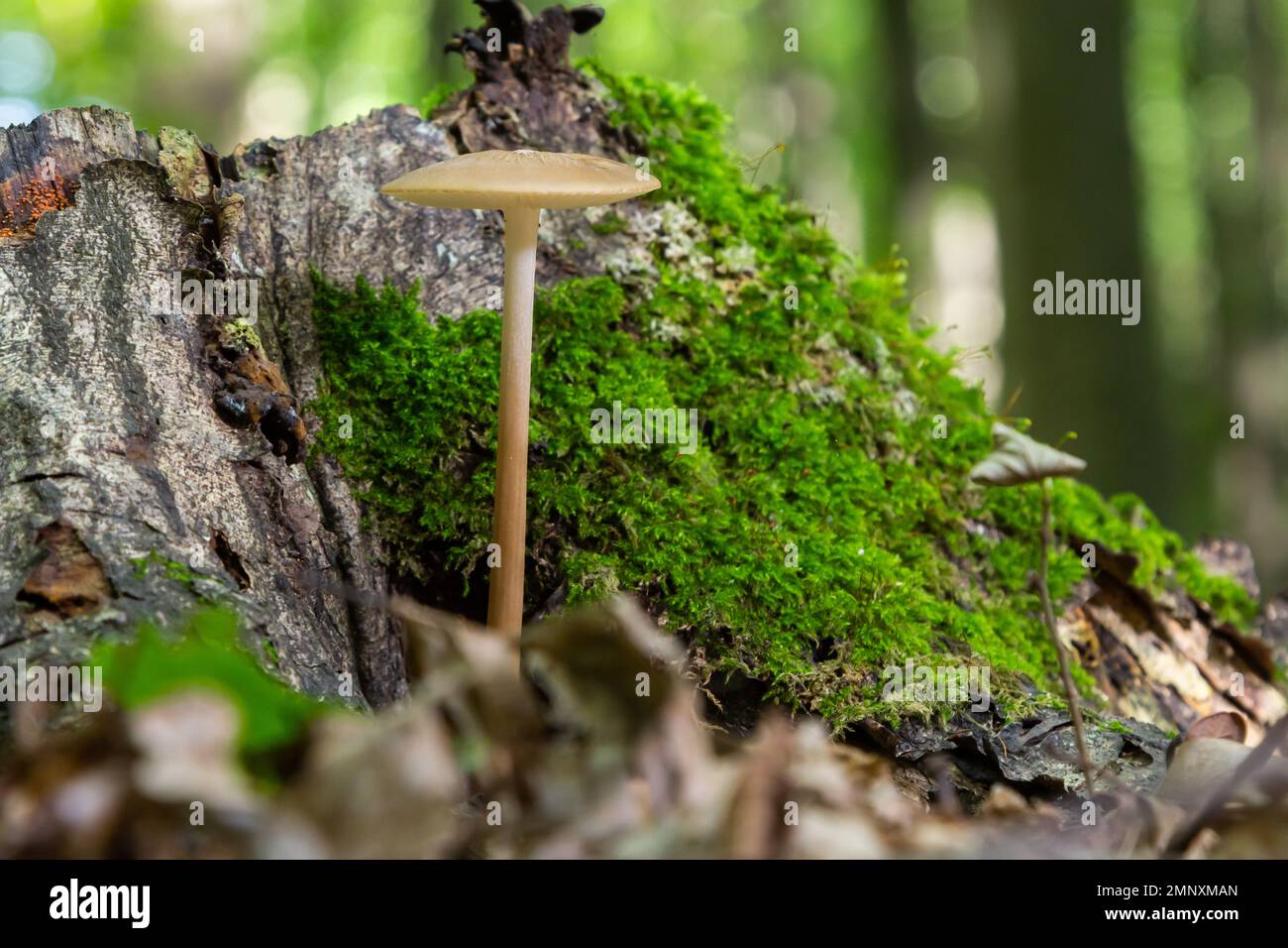 Funghi commestibili Hymenopellis radicata o Xerula radicata su un prato di montagna. Noto come fungo di radice profonda o gambo di radicamento. Fungo selvatico che cresce in Foto Stock