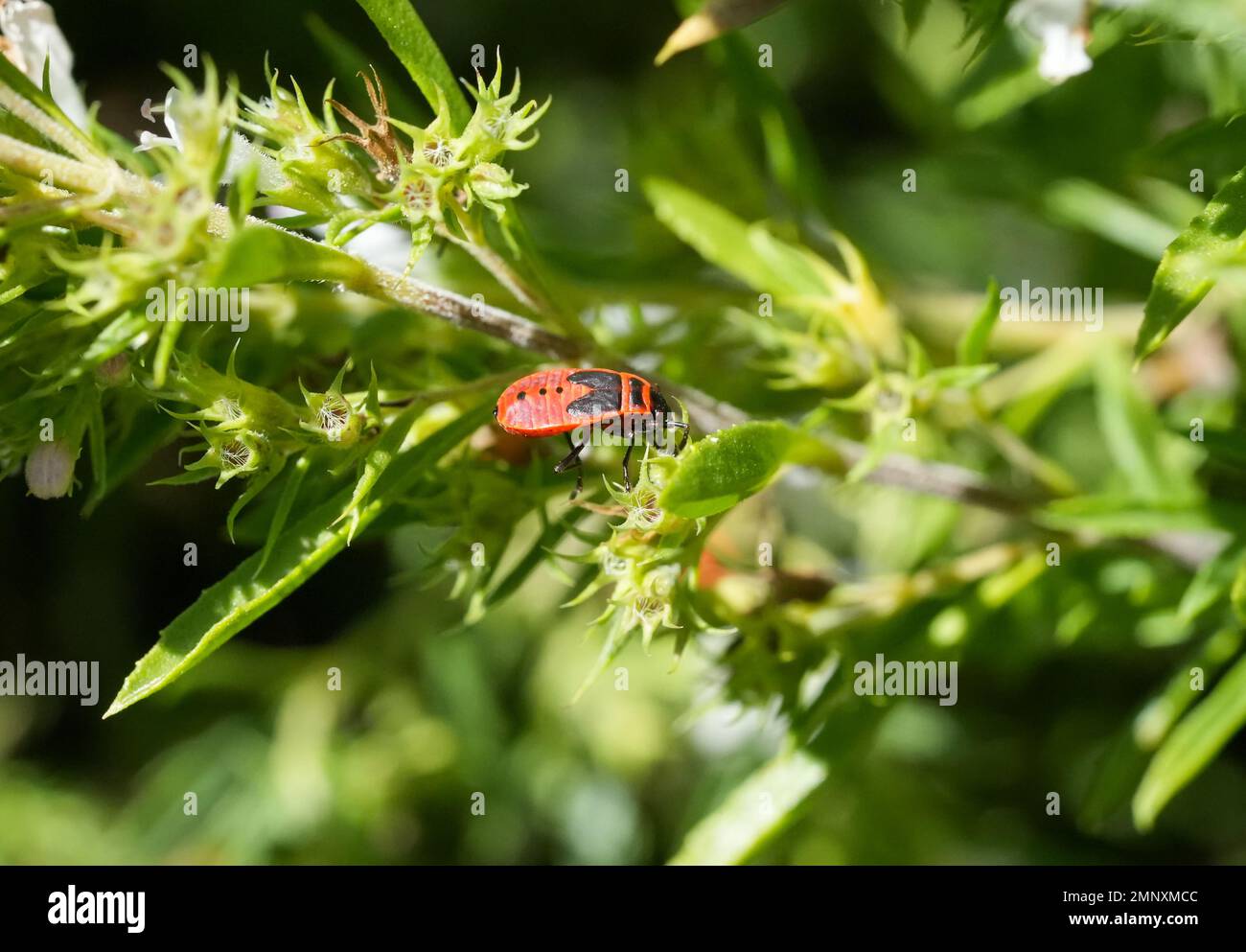 Bug di fuoco, Pyrrhocoridae. Insetto rosso nero. Foto Stock
