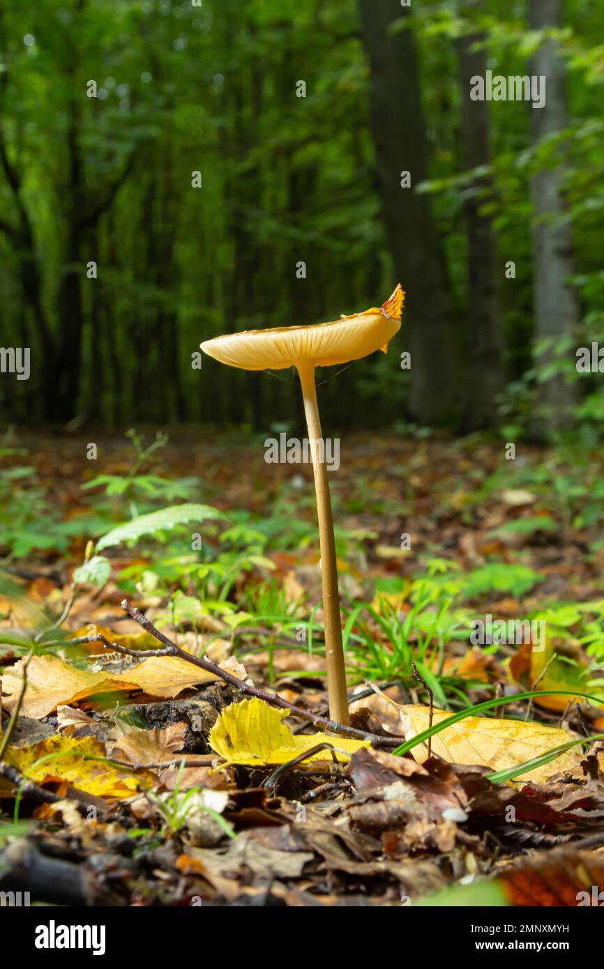 Funghi commestibili Hymenopellis radicata o Xerula radicata su un prato di montagna. Noto come fungo di radice profonda o gambo di radicamento. Fungo selvatico che cresce in Foto Stock