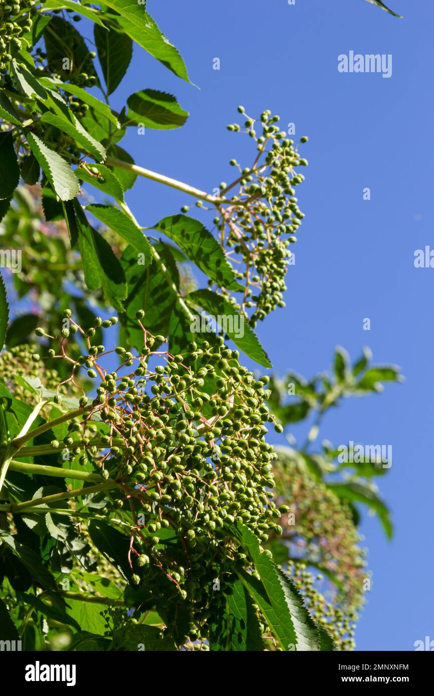 Germogli di fiori e foglie di sambucco o sambucus canadensis, nel giardino. Foto Stock