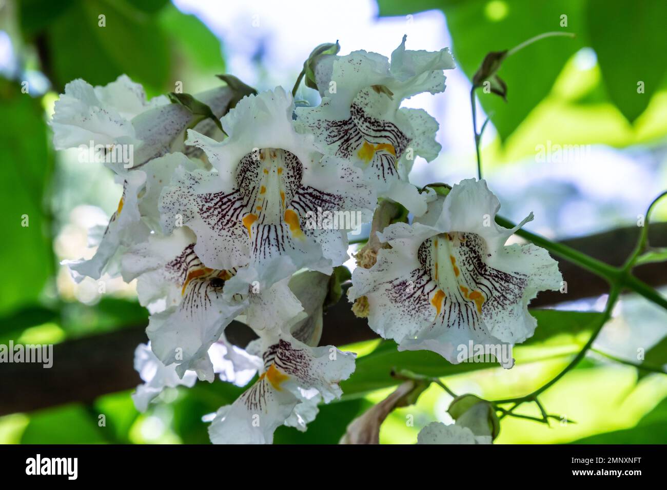 Catalpa bignonioides albero ornamentale deciduo di medie dimensioni, rami con gruppi di fiori bianchi di cigartree, boccioli e foglie verdi. Foto Stock