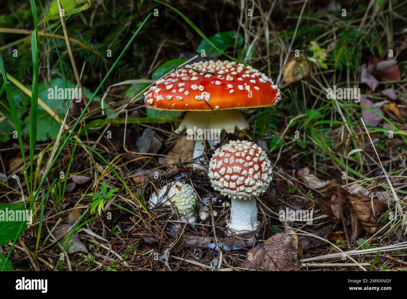 Primo piano di un fungo velenoso Amanita in natura. Fly amanita Amanita muscaria fungo. Foto Stock