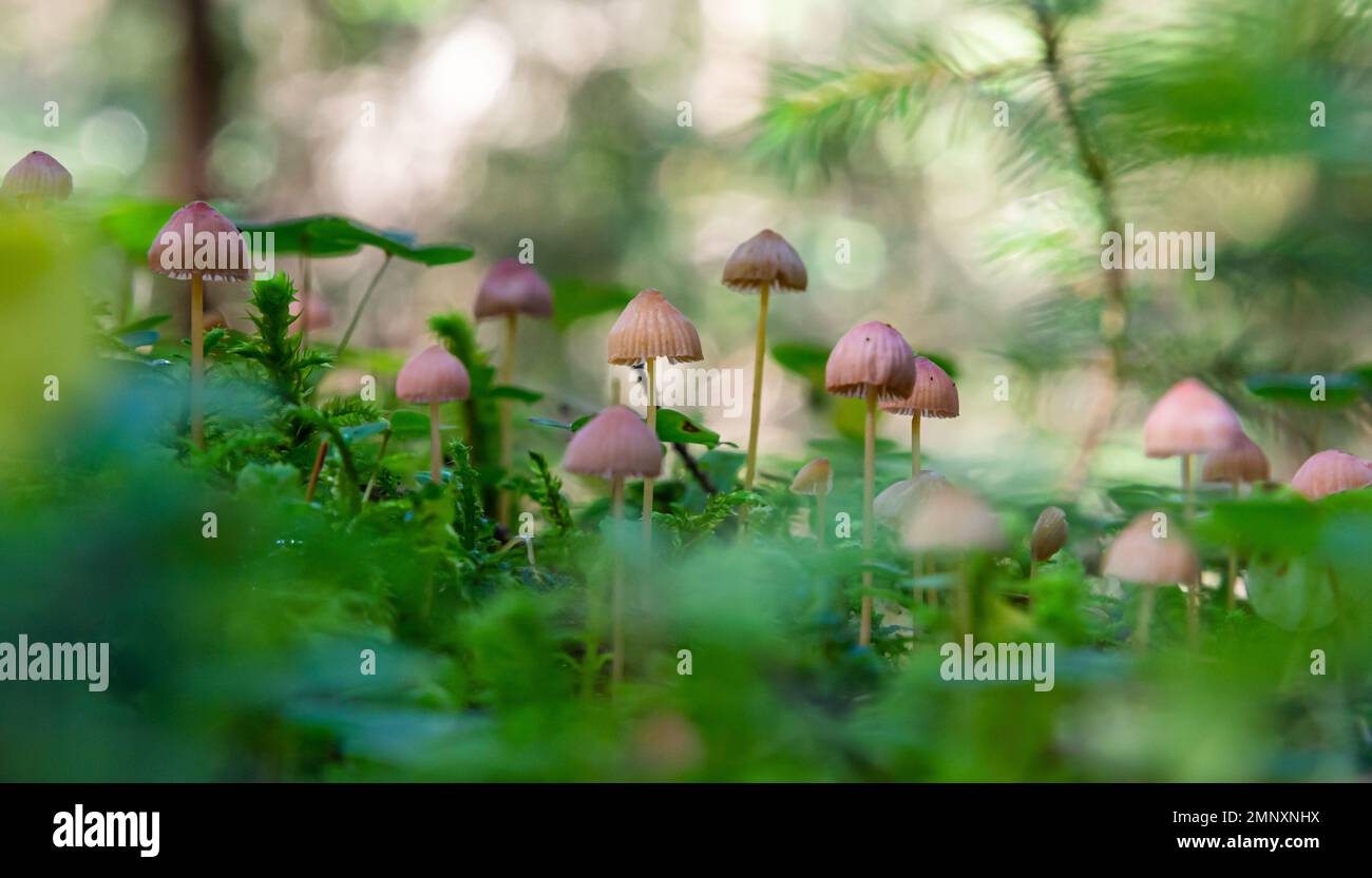 Funghi non commestibili Mycena rosella nella foresta di abete rosso. Noto come cofano rosa. Funghi selvatici che crescono nel muschio. Foto Stock