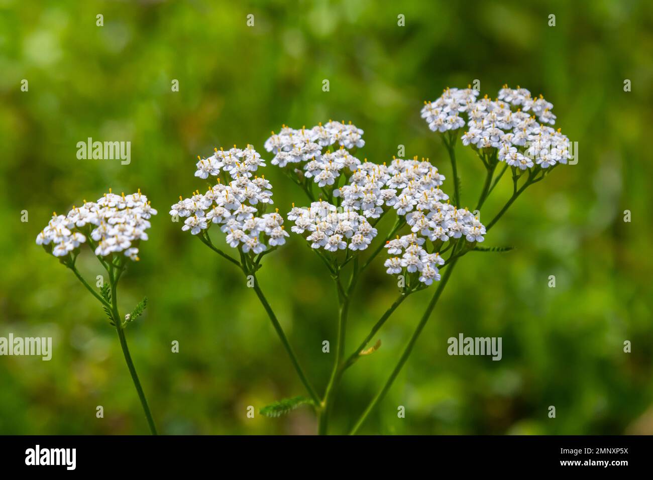 Yarrow comune, fiori di una pianta medicinale. Materie prime per l'industria medica. Foto Stock