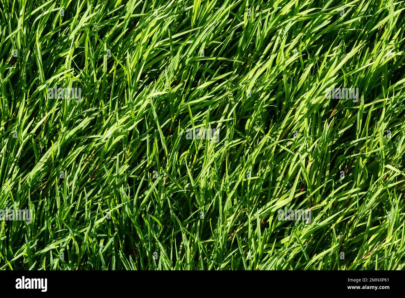 texture erba verde sul prato. Splendido sfondo verde di alta qualità. Foto Stock