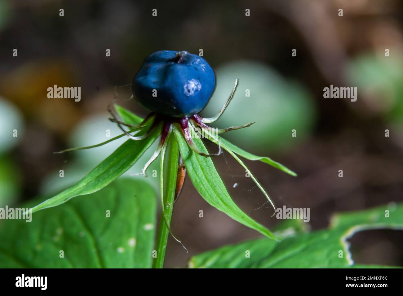 Quadrifolia di Parigi. Una pianta velenosa, può anche essere usata come pianta medicinale. Foto Stock