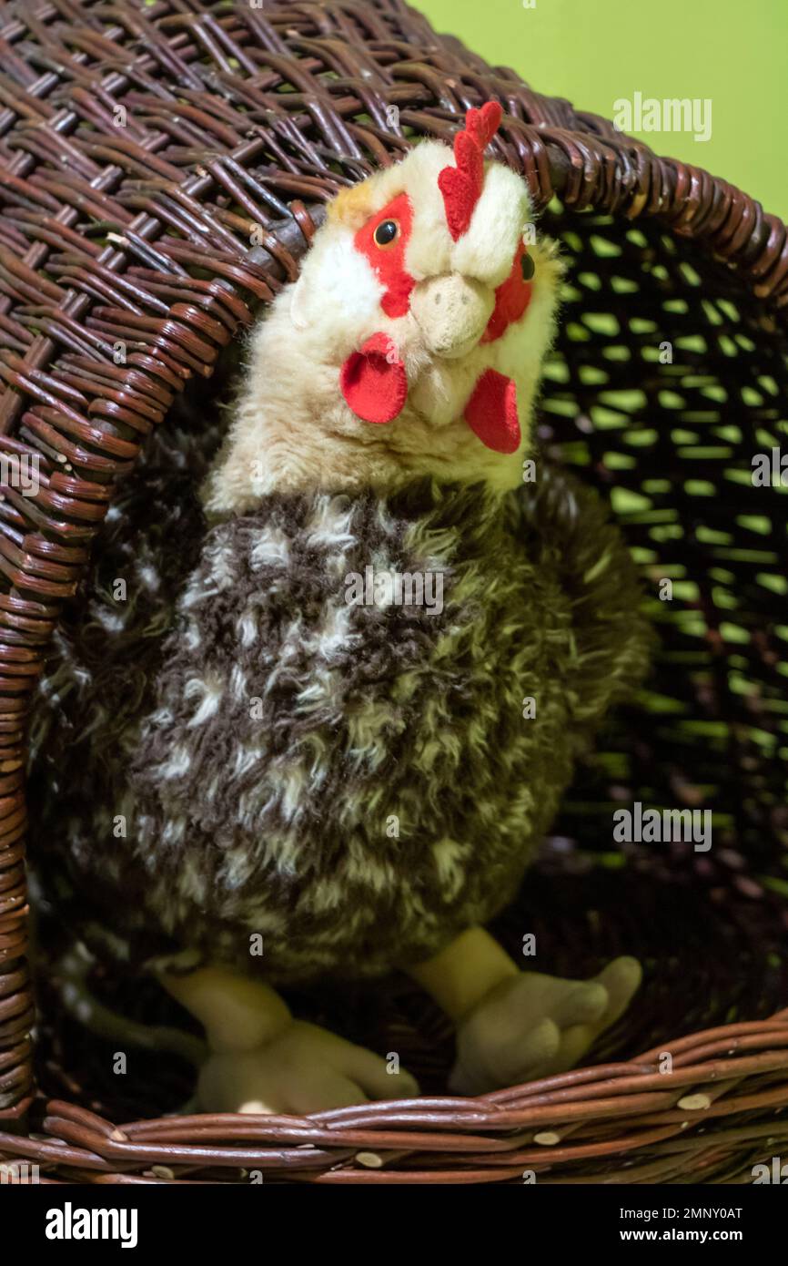 Una gallina peluche esce da un nido di vimini Foto Stock