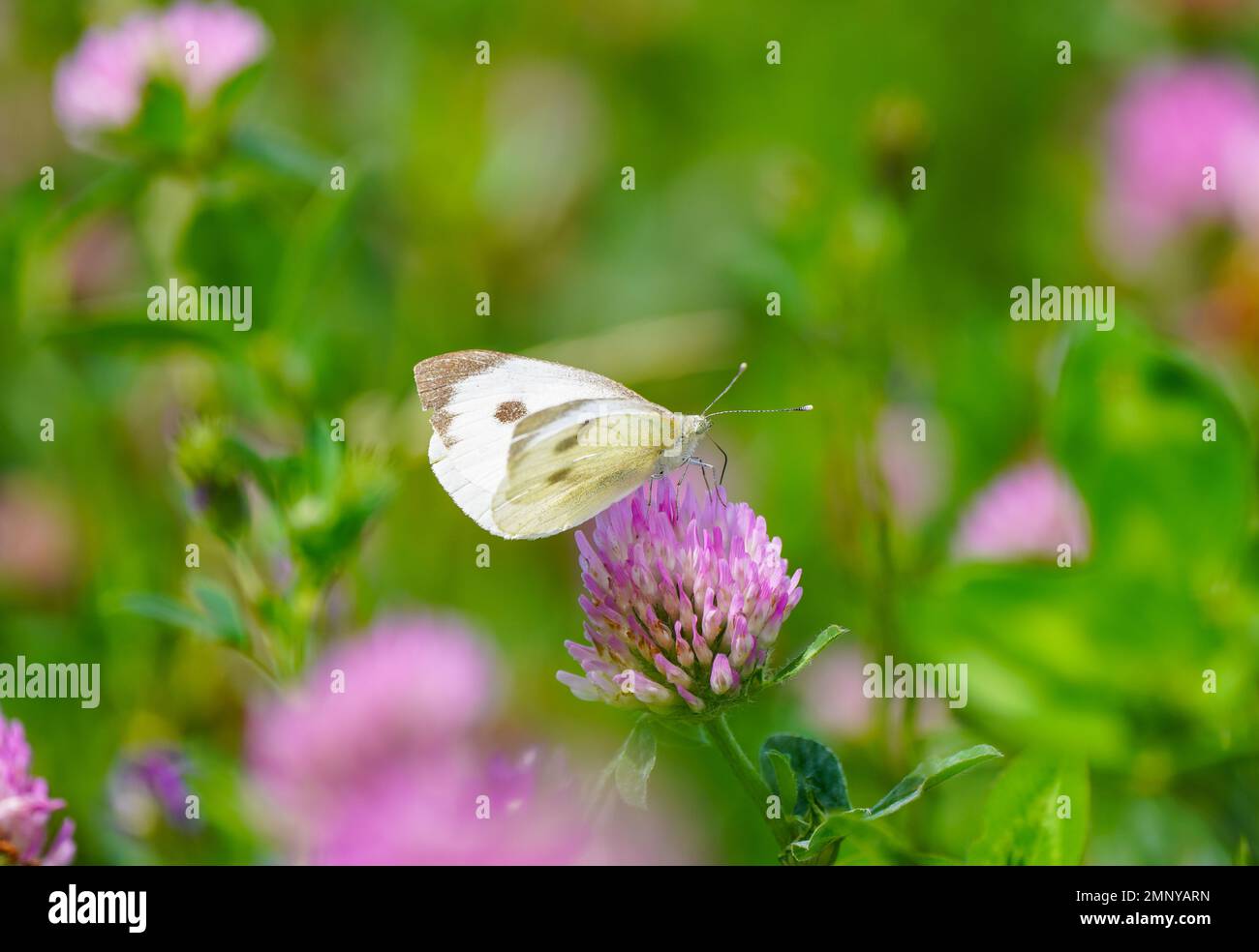 Grande cavolo bianco su un fiore di trifoglio. Farfalla in ambiente naturale. Pieris brassicae. Foto Stock