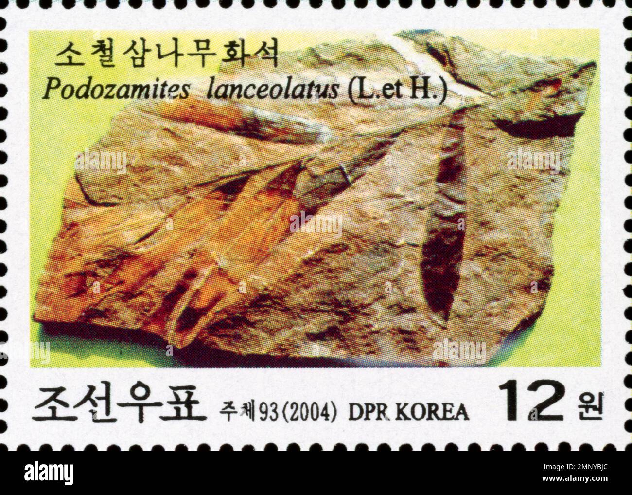 2004 francobollo nordcoreano raffigurante un fossile di pianta Podozamites lanceolatus, Juche 93, valore facciale 12 won. Foto Stock