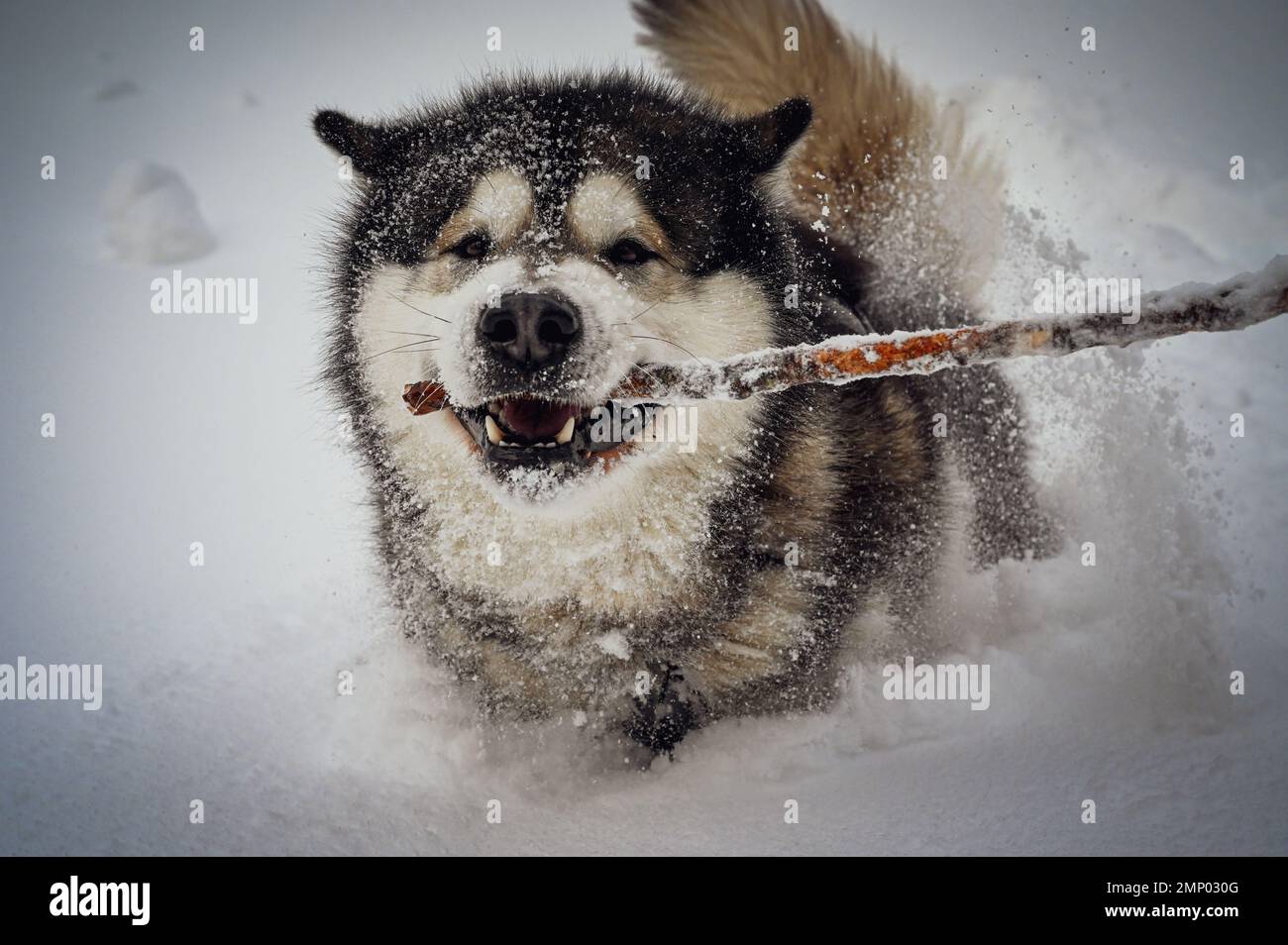 Malamuta dell'Alaska nella neve Foto Stock