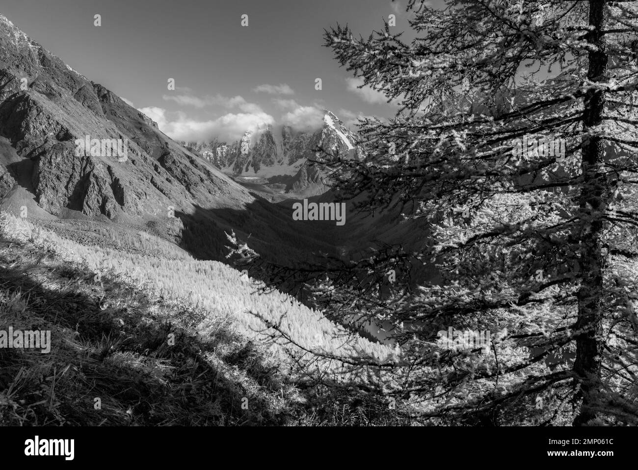 Una foto in bianco e nero di una vista dalla montagna al lago Shavlinskoye dietro rami di abete rosso e una foresta sullo sfondo di cime innevate con Foto Stock