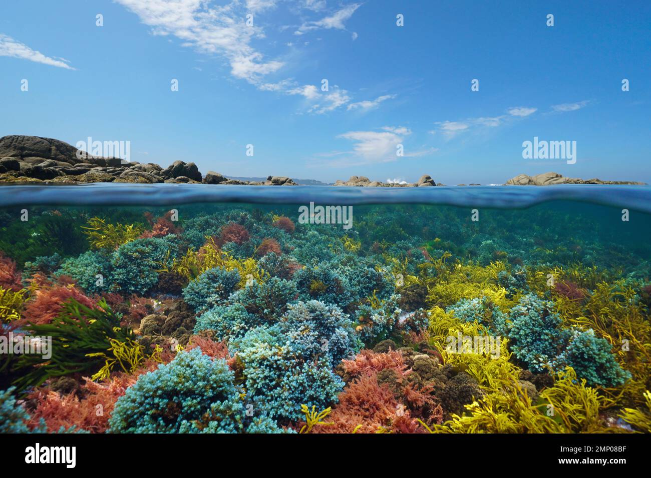 Alghe colori sott'acqua nel mare e rocce con cielo blu, vista su e sotto la superficie dell'acqua, oceano Atlantico, Spagna, Galizia Foto Stock