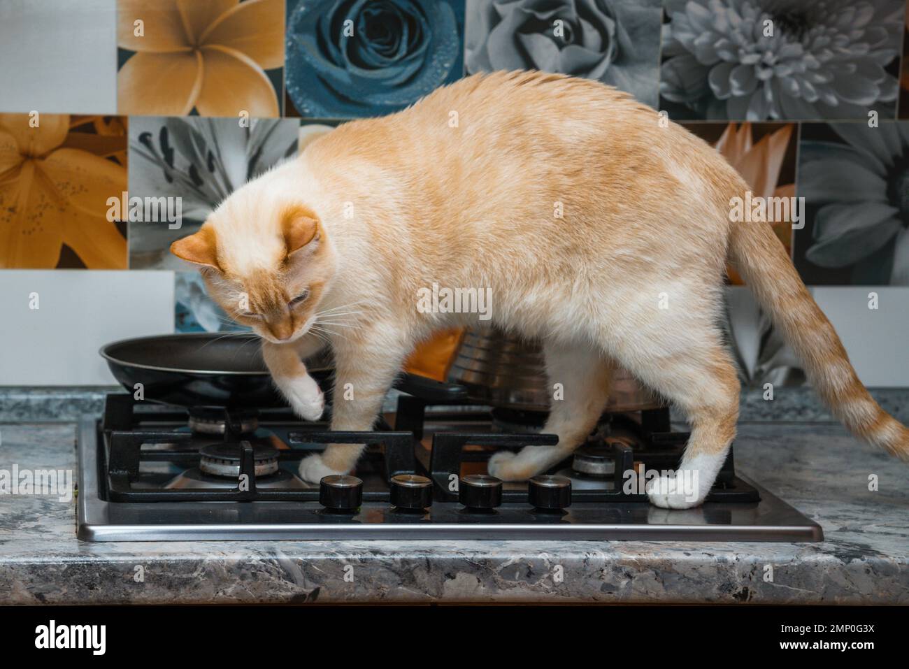 Red Point gatto domestico (tailandese Siamese) cerca di trovare del cibo Foto Stock