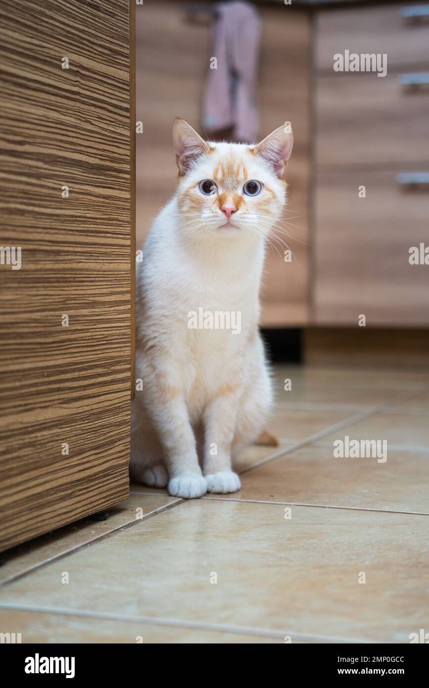 Ritratto di gatto domestico Red Point (tailandese Siamese) Foto Stock