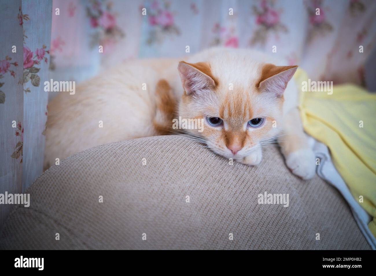 Ritratto di gatto domestico Red Point (tailandese Siamese) Foto Stock