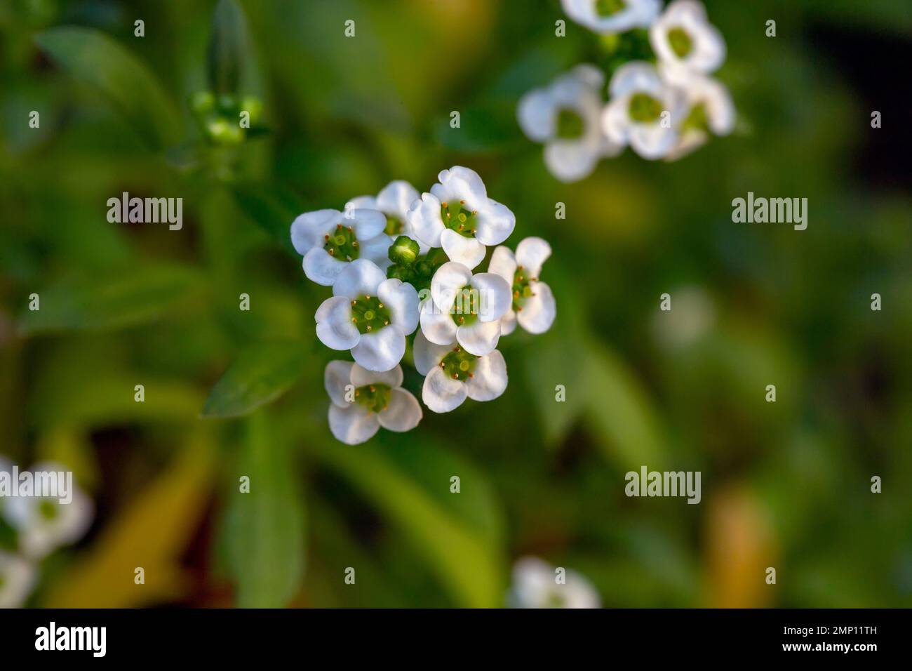 Primo piano dei fiori di Alyssum Lobularia maritima Foto Stock