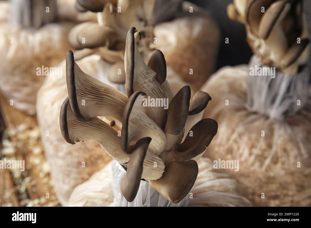 Funghi di ostrica che crescono in segatura, primo piano. Coltivazione di funghi Foto Stock