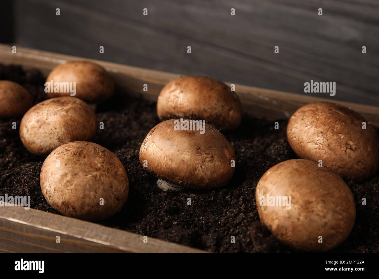 Camignoni marroni che crescono sul terreno in cassa di legno. Coltivazione di funghi Foto Stock