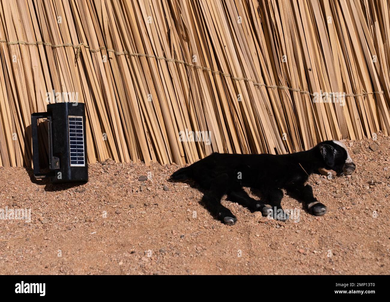 Agnello e lampada solare di fronte a una casa di canna, Nord Africa, Tamanrasset, Algeria Foto Stock