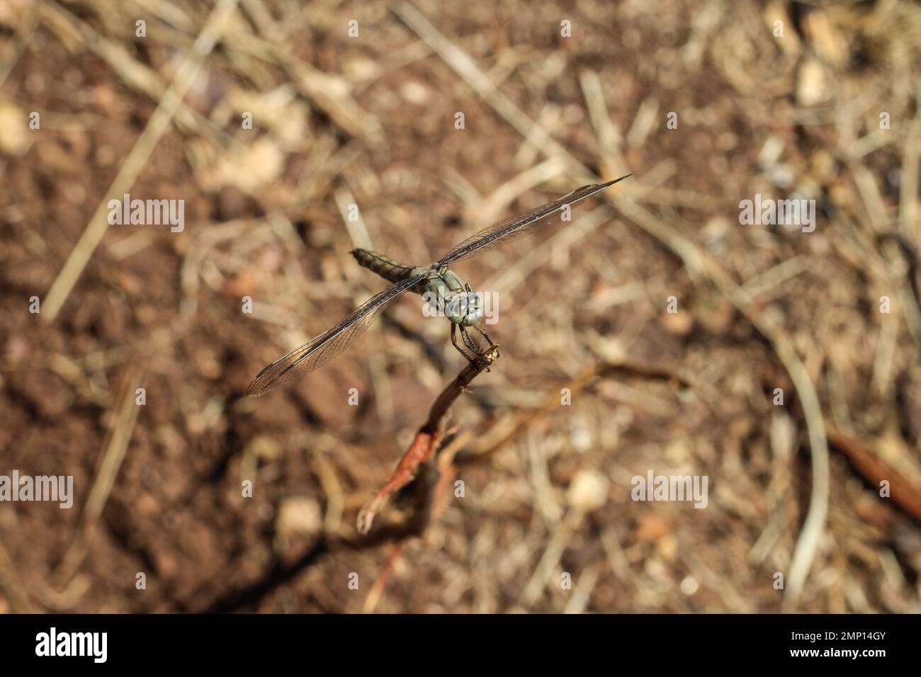 Singola femmina della libellula scarlatta (nome latino: Crocothemis eritraea) nel Montenegro settentrionale Foto Stock