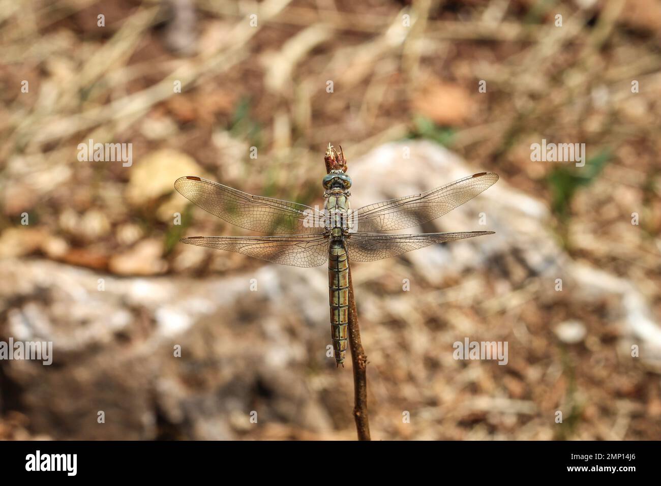 Singola femmina della libellula scarlatta (nome latino: Crocothemis eritraea) nel Montenegro settentrionale Foto Stock