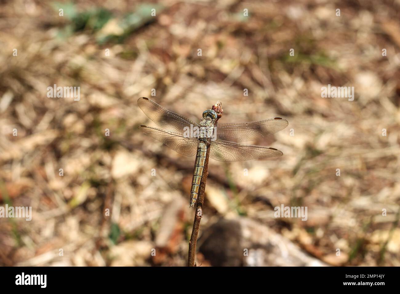 Singola femmina della libellula scarlatta (nome latino: Crocothemis eritraea) nel Montenegro settentrionale Foto Stock