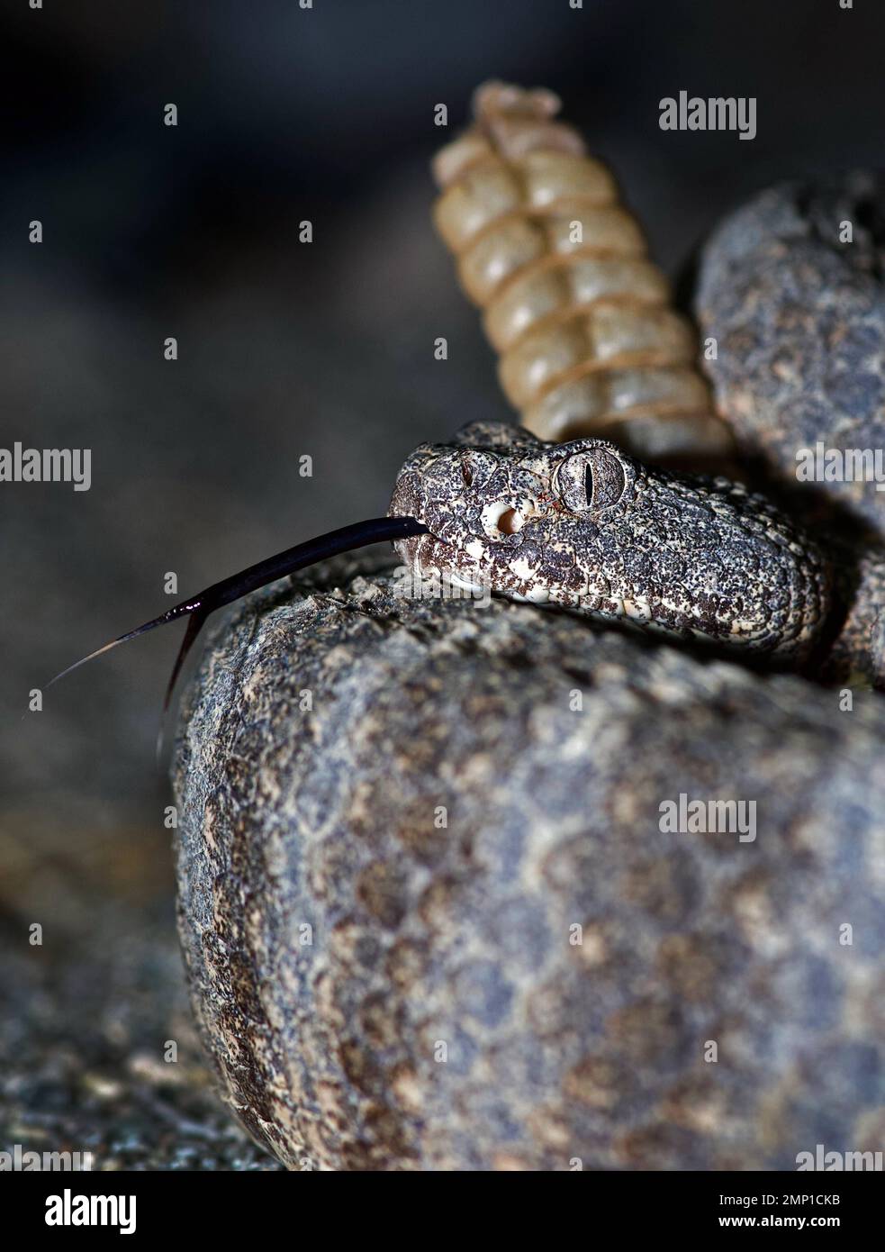 L'iconico sonaglino. Phoenix, Arizona, USA: IMMAGINI TERRIFICANTI mostrano un serpente mortale illuminato da un fulmine a forchetta mentre pervegli il deserto per le prede Foto Stock