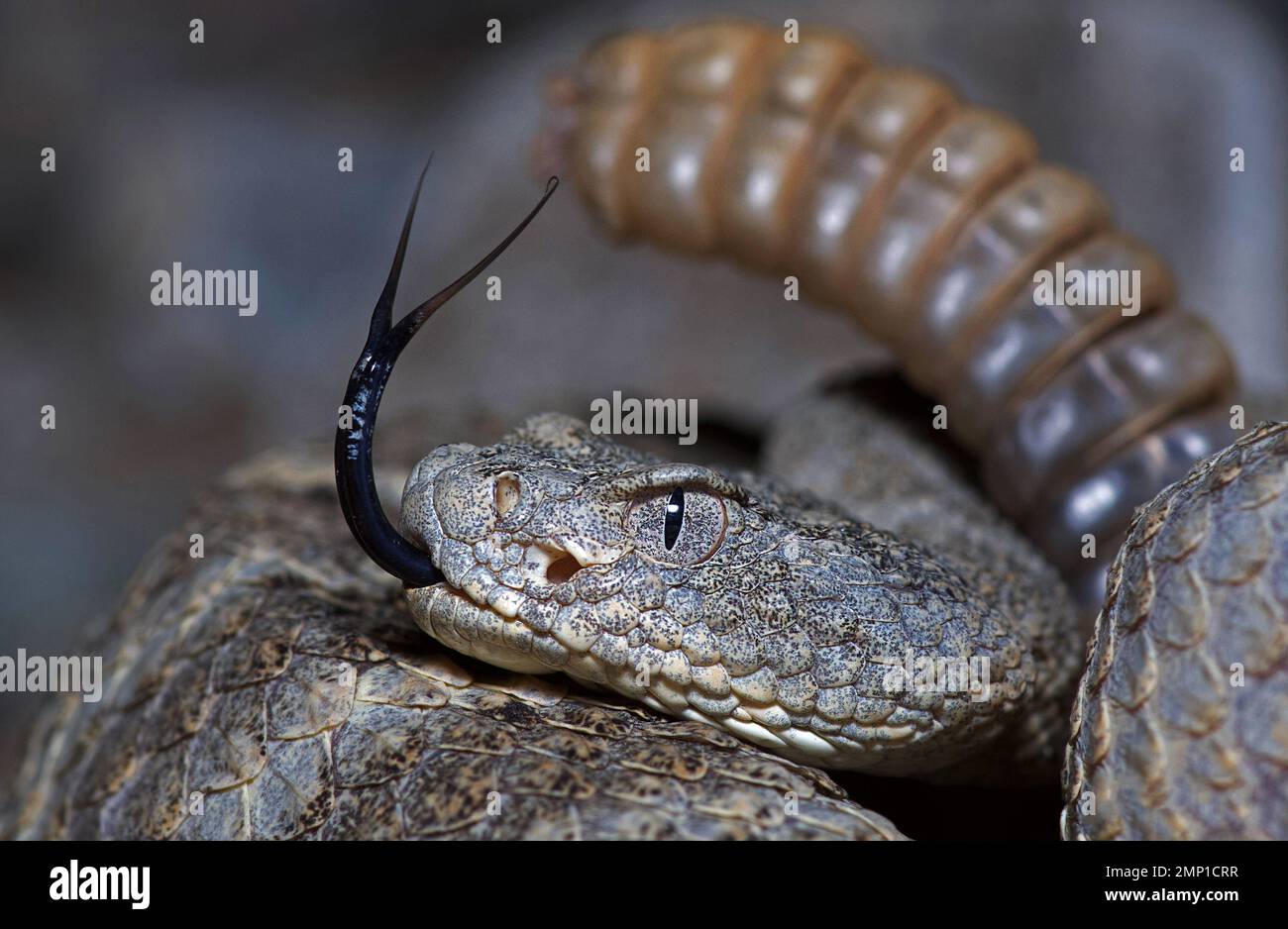 Colpendo la lingua. Phoenix, Arizona, USA: IMMAGINI TERRIFICANTI mostrano un serpente mortale illuminato da un fulmine a forchetta mentre pervagliano il deserto per pr Foto Stock