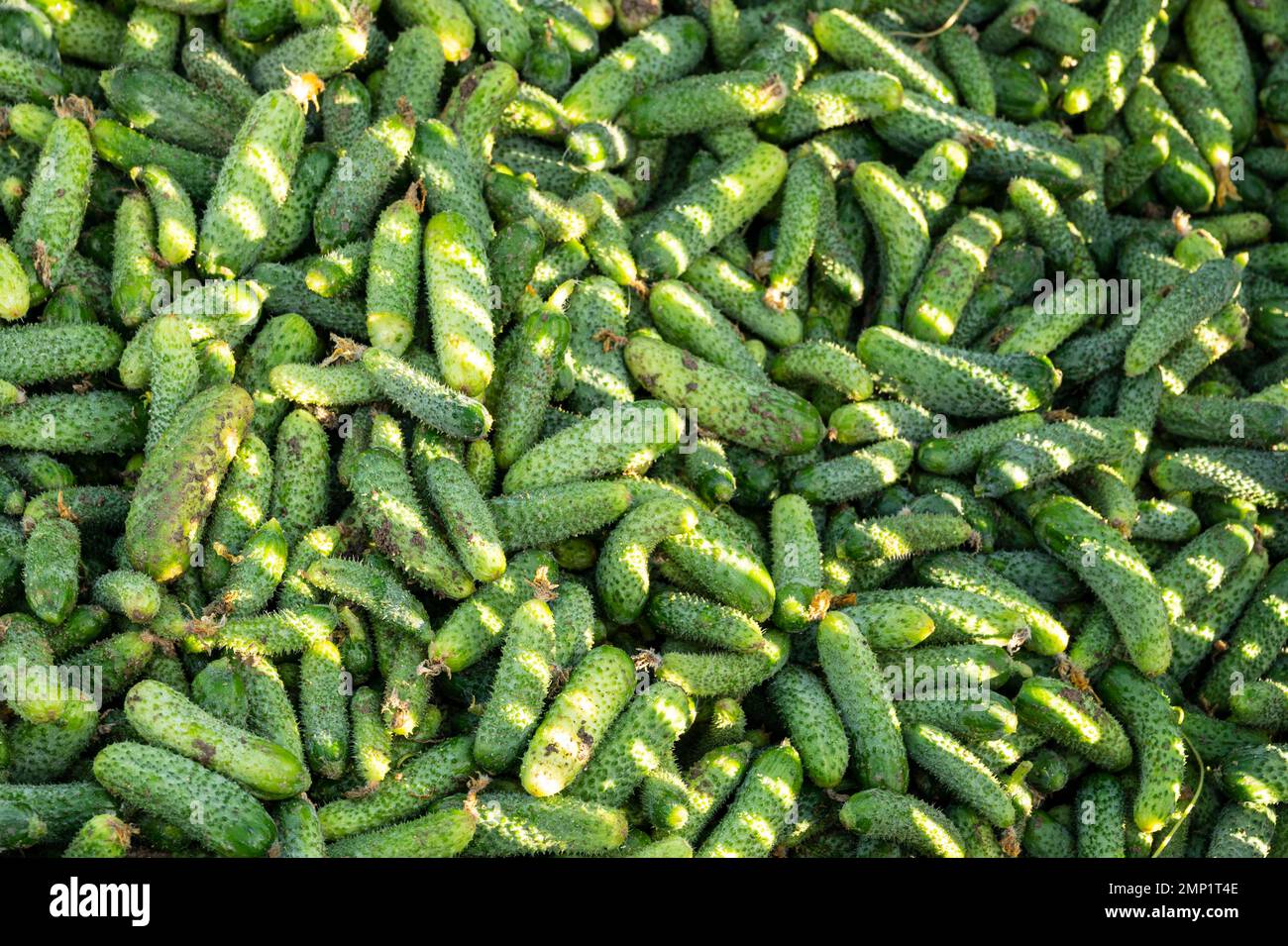 Cetrioli appena raccolti che saranno trasformati in gerkhini sottaceto da Maison Marc, Francia Foto Stock