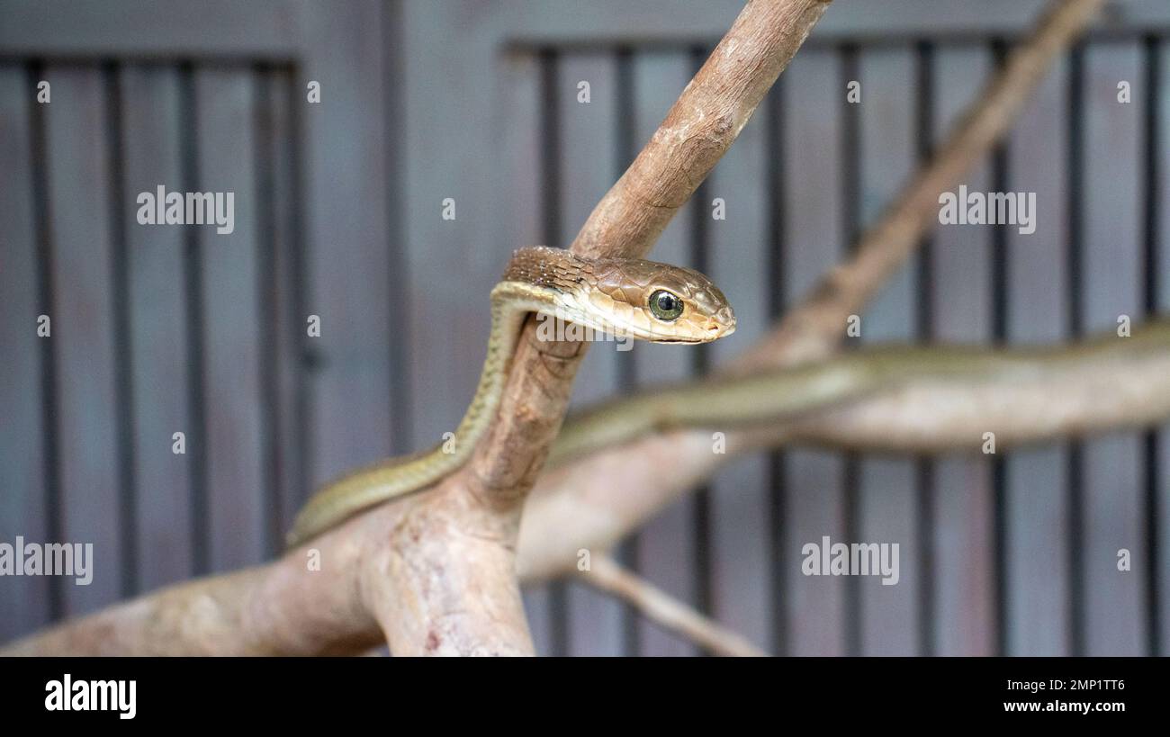 Serpente esotico tenuto in cattività Foto Stock