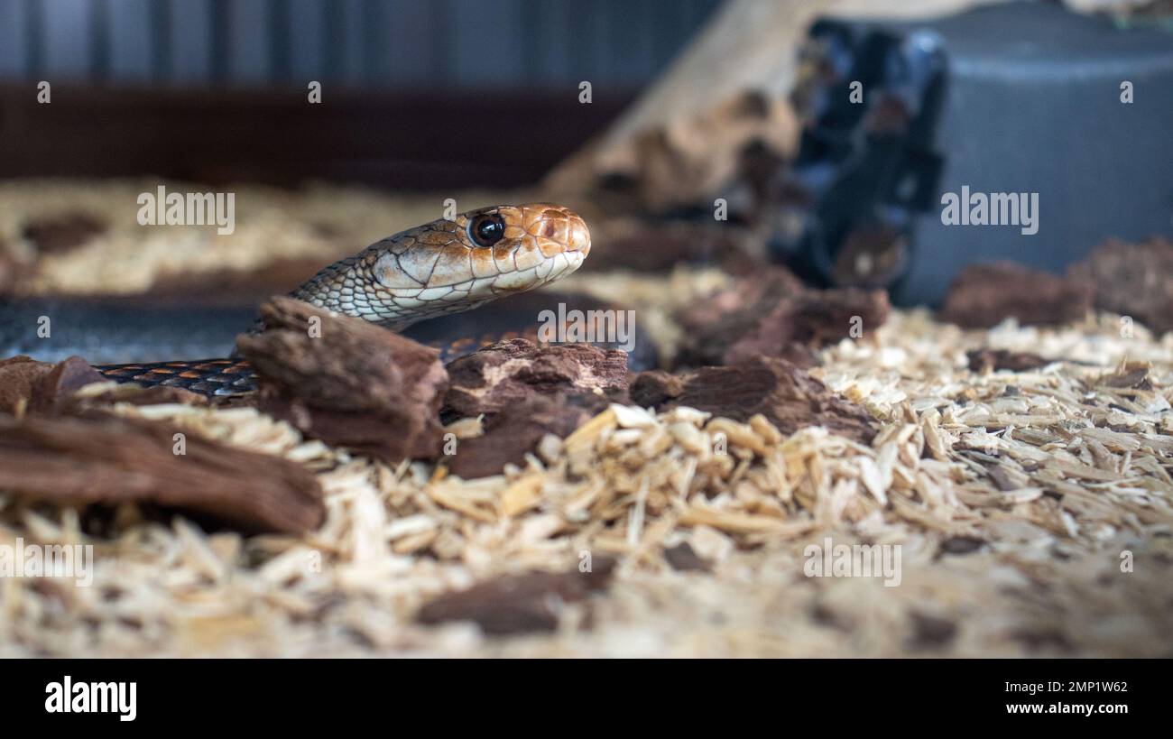 Serpente esotico tenuto in cattività Foto Stock