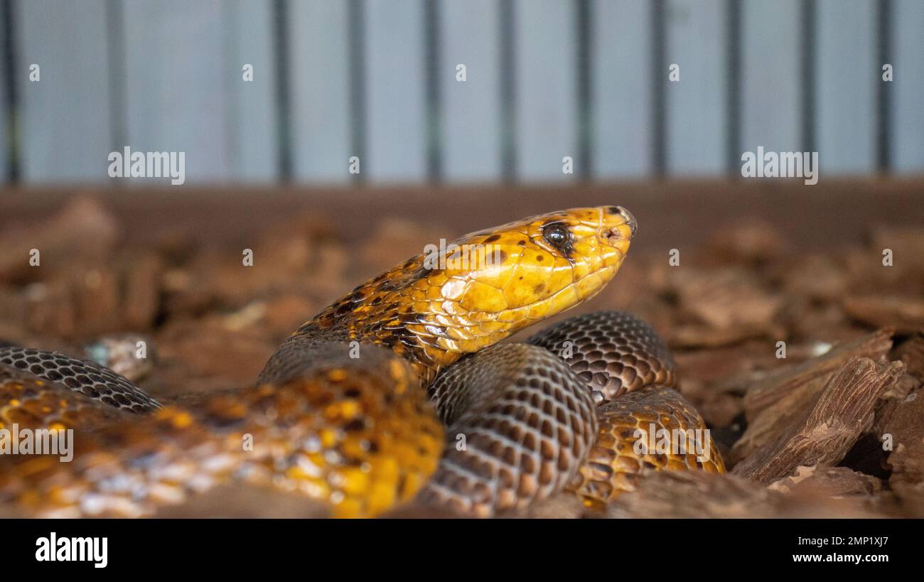 Serpente esotico tenuto in cattività Foto Stock