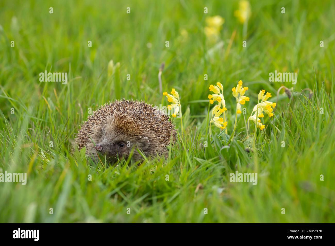 Riccio europeo Erinaceus europaeus adulto in un prato primaverile con un Cowslip fiorito, Suffolk, Inghilterra, Regno Unito Foto Stock
