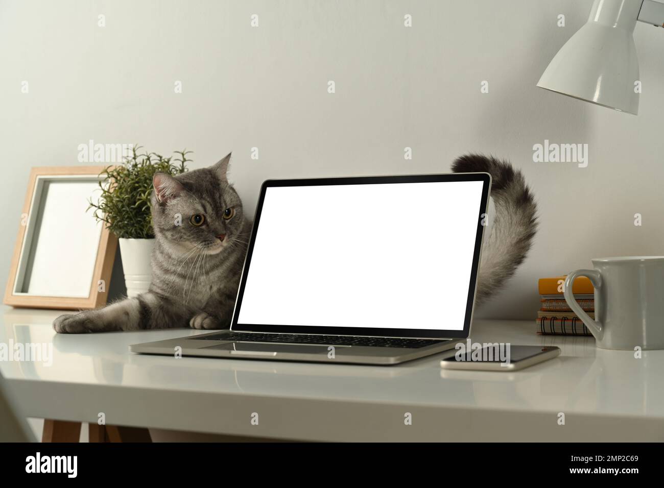 Bel gatto tabby, computer portatile con schermo vuoto e forniture su tavolo bianco. Interni per ufficio domestico Foto Stock