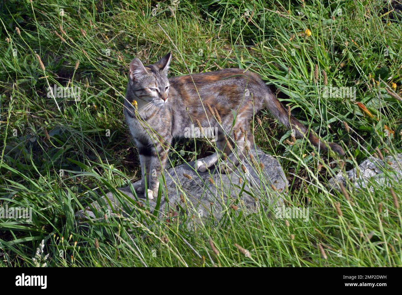 Portogallo, Isole Azzorre, Sao Miguel, Miradouro de Santa Iria: Feral (?) cat. Foto Stock