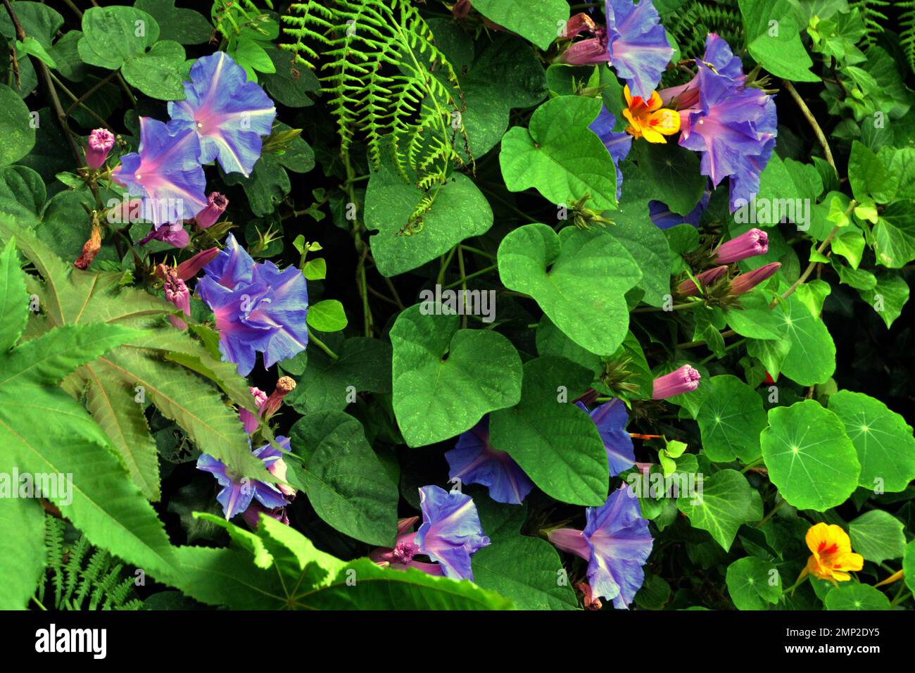 Portogallo, Isole Azzorre, Sao Miguel, Ponta Delgada: Fiori di mattina Gloria (Ipomoea indica) mescolando con quelli di nasturzi. Foto Stock