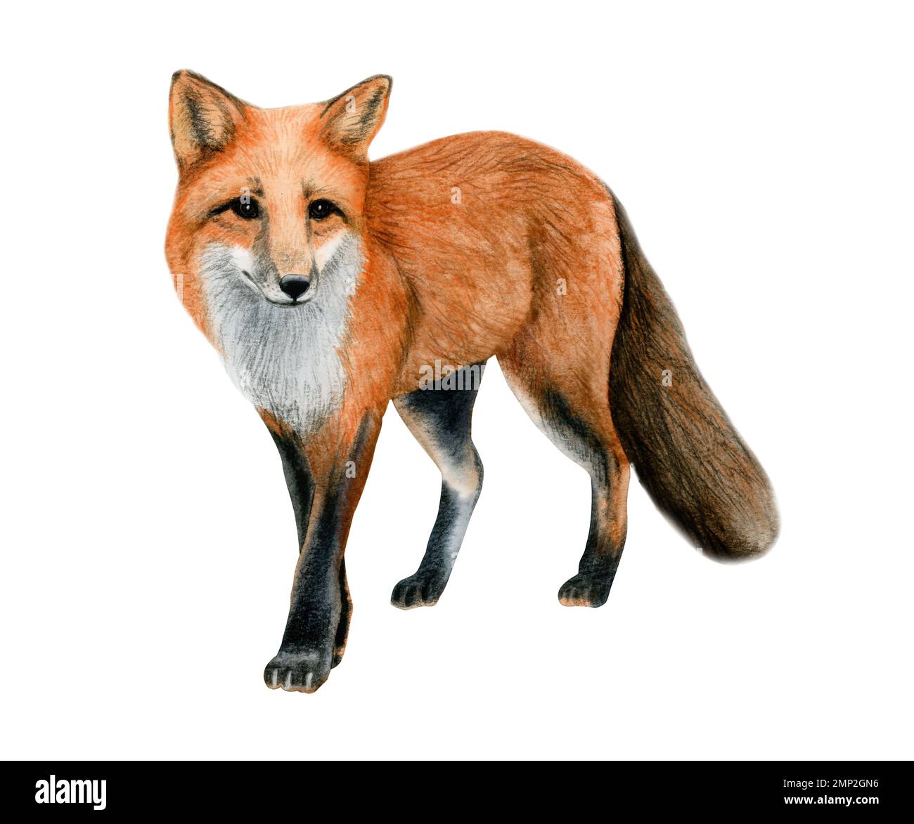 Volpe rossa immagine realistica acquerello, volpe europea lanuginosa con disegno di pelliccia arancione isolato su sfondo bianco. Foto Stock