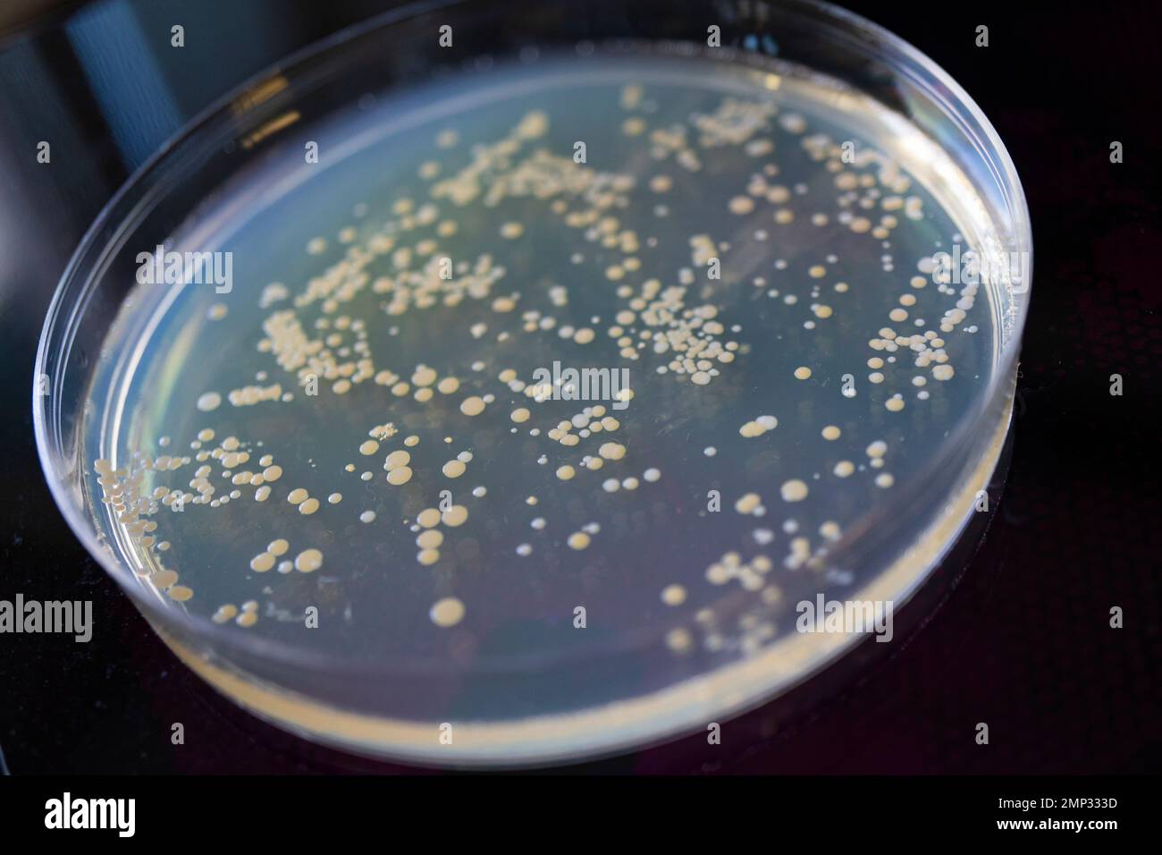 Capsula di Petri con batteri dopo la semina in agar. Fotografia macro. Foto Stock