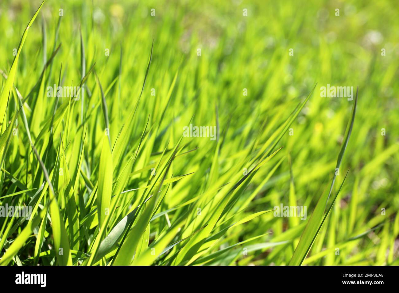 Erba verde chiaro alla luce del sole, sfondo sfocato. Fresca natura primaverile o estiva, prato soleggiato Foto Stock