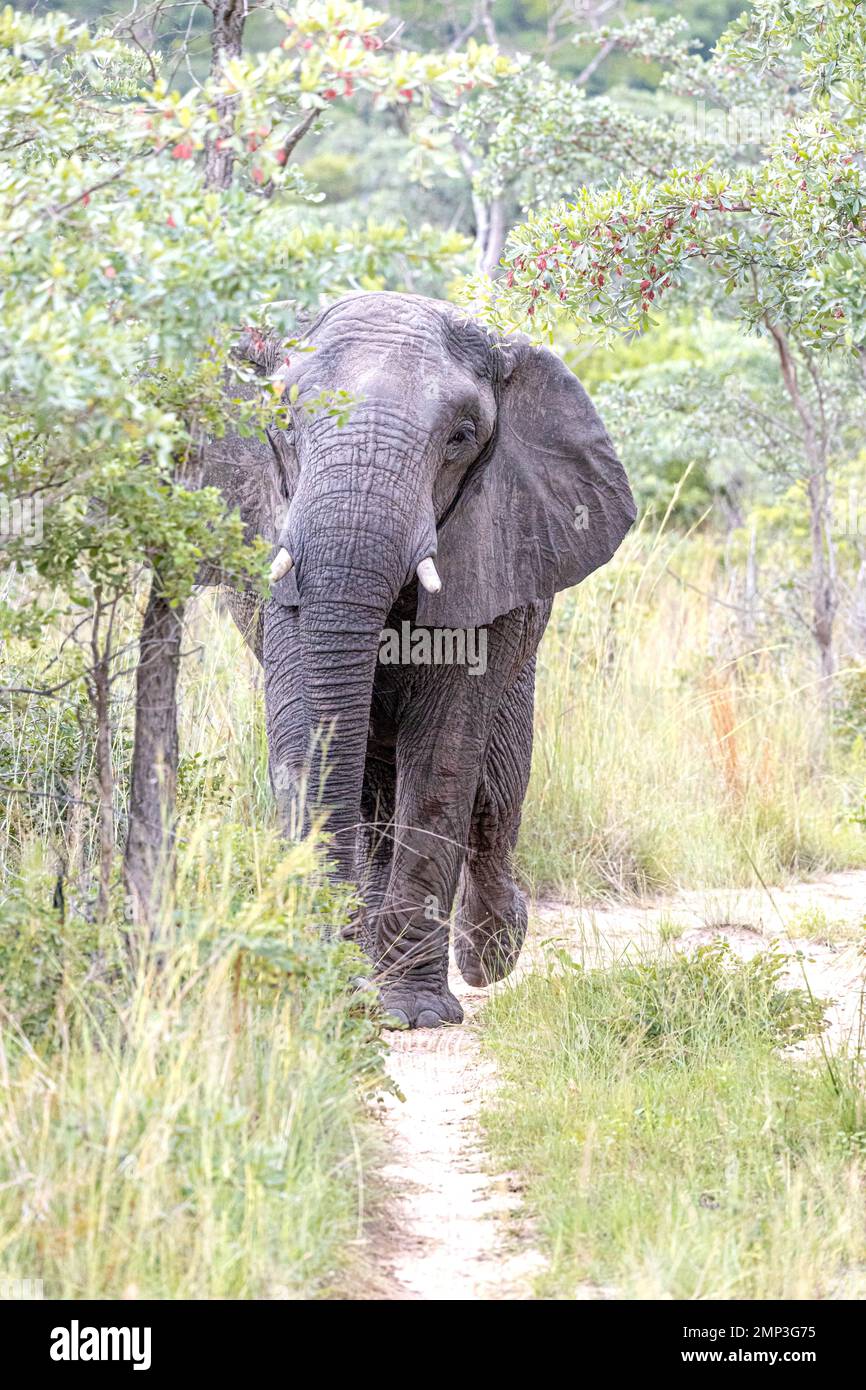 Immagini EMOZIONANTI di un elefante da 15.000 libbre che carica un veicolo pieno di turisti a meno DI TRE PIEDI DI DISTANZA prima che il conducente rapido rev Foto Stock