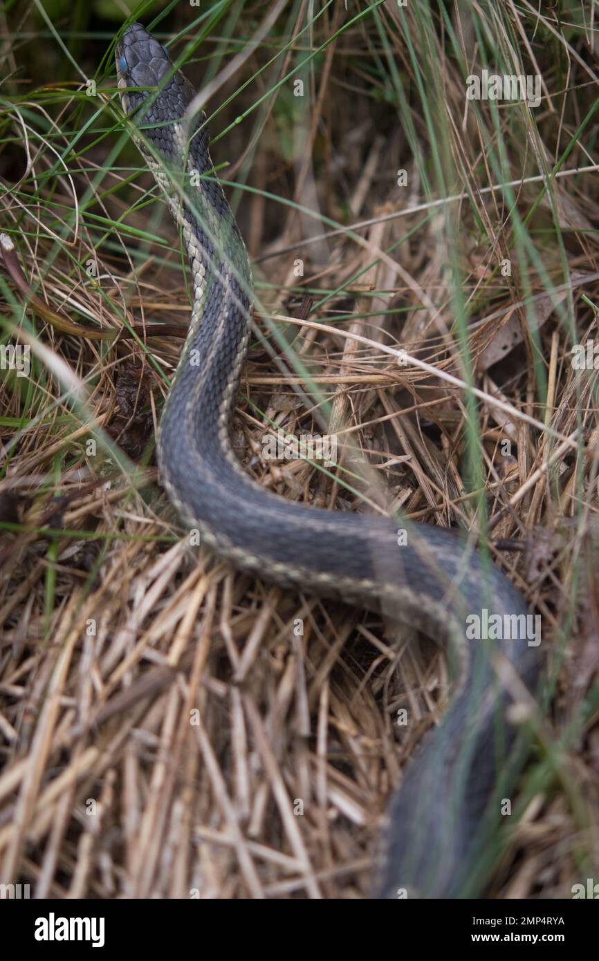 Serpente comune del Garter che scivola nell'erba Foto Stock