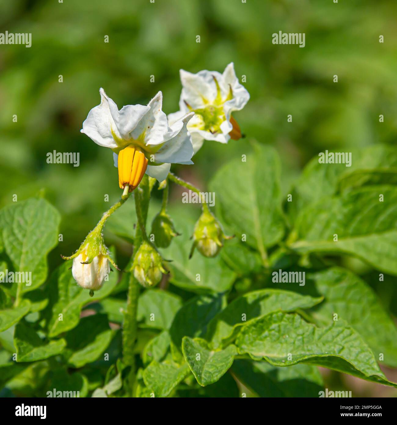 fiori di patata in un campo su uno sfondo verde. Estate, villaggio, agricoltura. Foto Stock