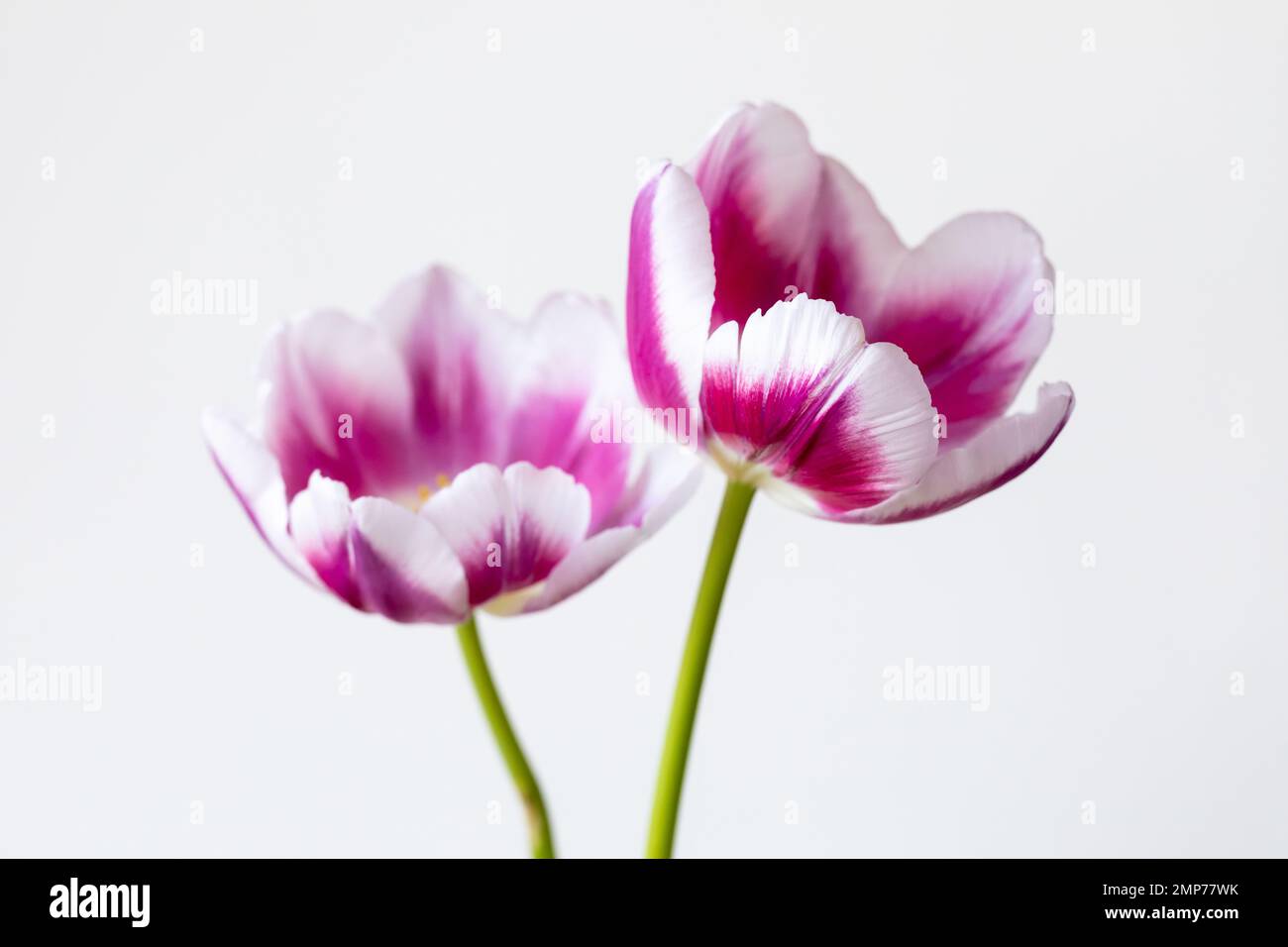 Due tulipani rosa magenta su sfondo bianco. Foto Stock