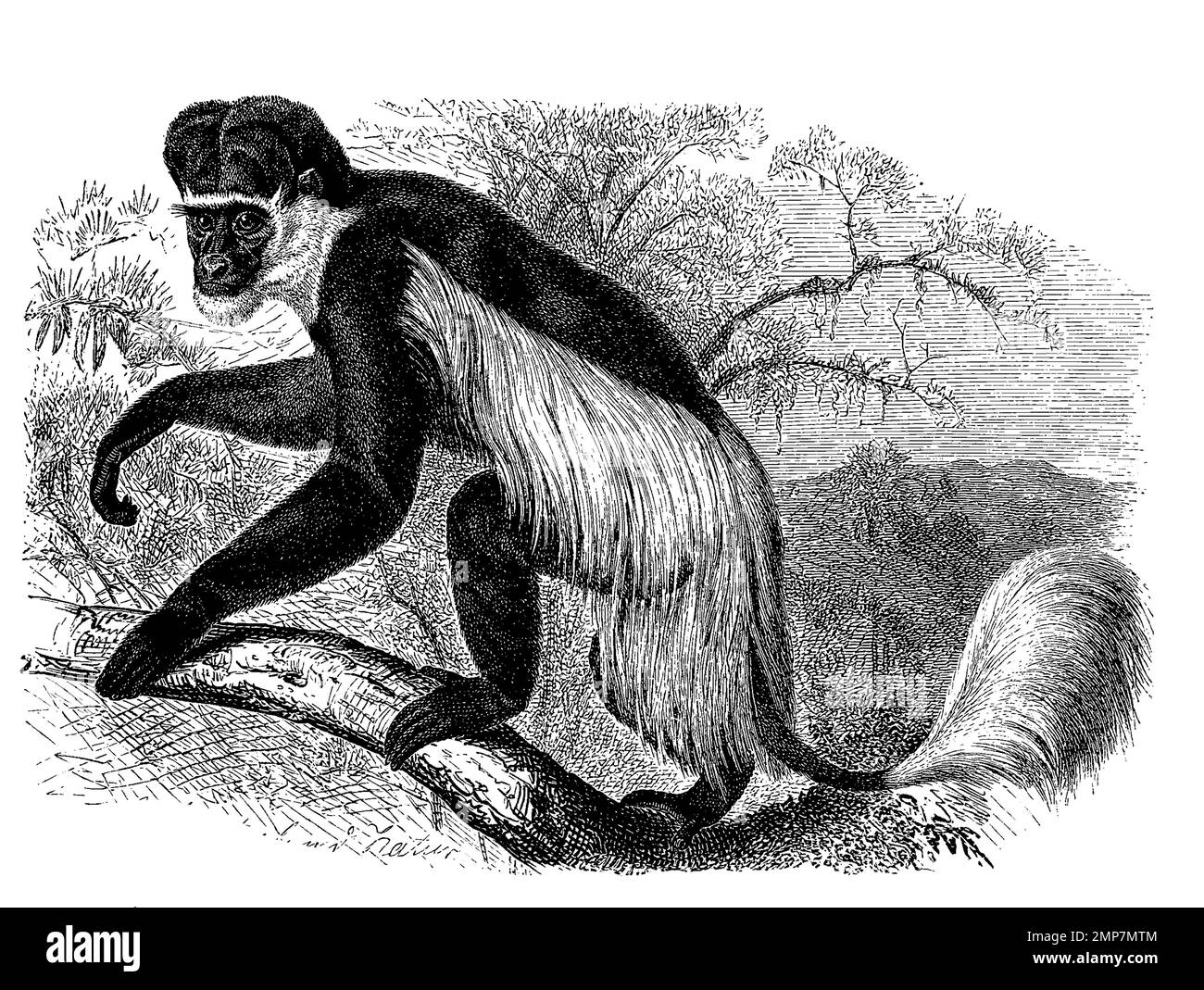 Mantelaffe oder Guereza, Colobus guereza, eine Primatenart aus der Gruppe der Stummelaffen innerhalb der Familie der Meerkatzenverwandten, ristorante digitale Reproduktion einer Originalvorlage aus dem 19. Jahrhundert, genaues Originalatum nicht bekannt Foto Stock