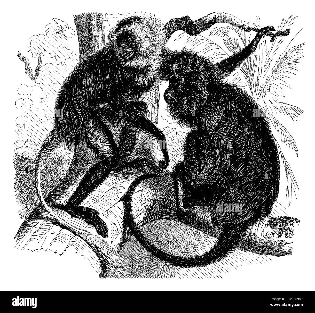 Weißbartaffe oder Bären-Stummelaffe, Colobus polykomos, eine Primatenart aus der Gruppe der Stummelaffen und Teufelsaffe, Schwarze Stummelaffe, Colobus satanas, ristorante digitale Reproduktion einer Originalvorlage aus dem 19. Jahrhundert, genaues Originalatum nicht bekannt Foto Stock
