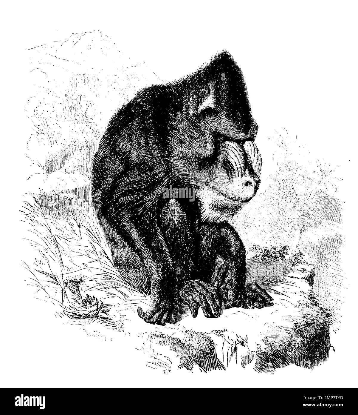 Mandrill, Mandrillus sfinge, eine Primatenart aus der Familie der Meerkatzenverwandten, ristorante digitale Reproduktion einer Originalvorlage aus dem 19. Jahrhundert, genaues Originalatum nicht bekannt Foto Stock