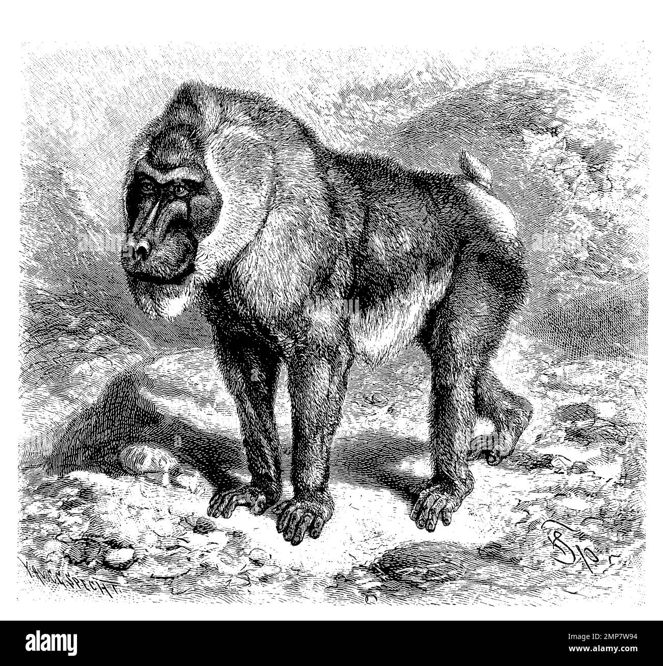 Drill, Mandrillus leucophaeus, eine Primatenart aus der Familie der Meerkatzenverwandten, ristorante digitale Reproduktion einer Originalvorlage aus dem 19. Jahrhundert, genaues Originalatum nicht bekannt Foto Stock