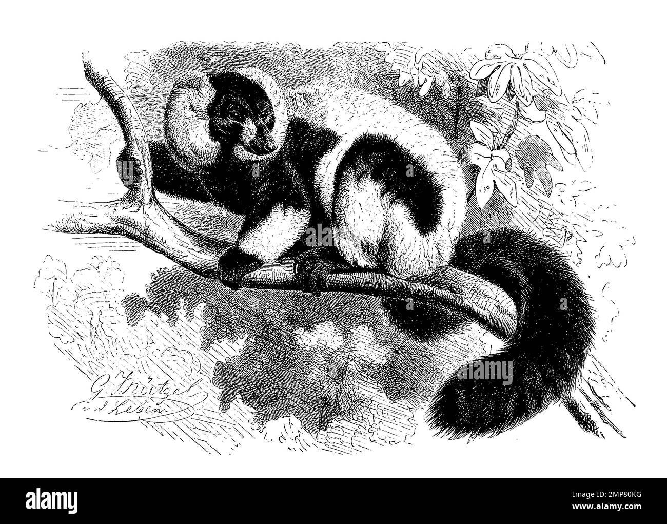 Vari, Lemur varius, Halbaffen, ristorante digitale Reproduktion einer Originalvorlage aus dem 19. Jahrhundert, genaues Originalatum nicht bekannt Foto Stock
