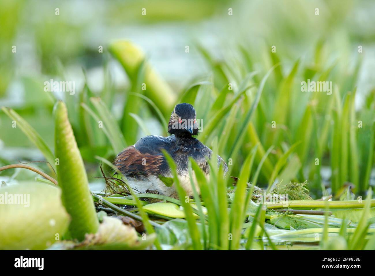 Grebe dal collo nero conosciuto anche come grebe dalle orecchie (Podiceps nigricollis) seduto sul suo nido costruito sulle foglie di lilly e altra vegetazione Foto Stock