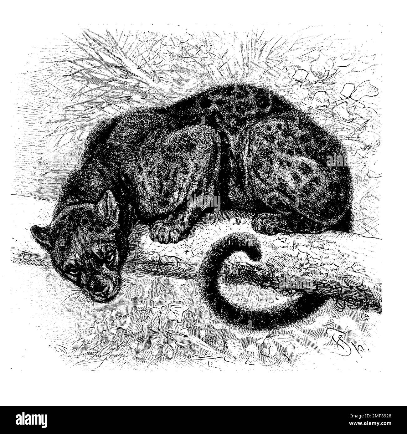 schwarzer Sundapanther, Felis variegata, ristorante digitale Reproduktion einer Originalvorlage aus dem 19. Jahrhundert, genaues Originalatum nicht bekannt Foto Stock